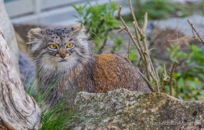 Tierpark Hellabrunn 2019