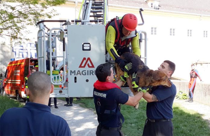 Hund aus reißender Isar gerettet Hund aus reißender Isar gerettet