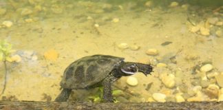 Sumpfschildkröten haben ein neues Zuhause im Hellabrunner Mühlendorf