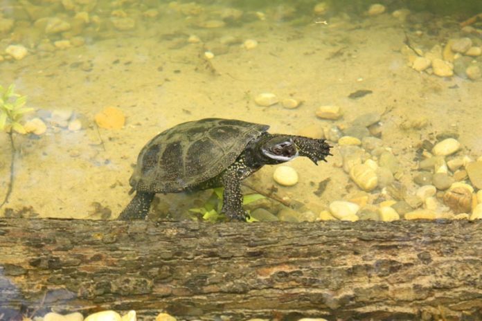 Sumpfschildkröten haben ein neues Zuhause im Hellabrunner Mühlendorf