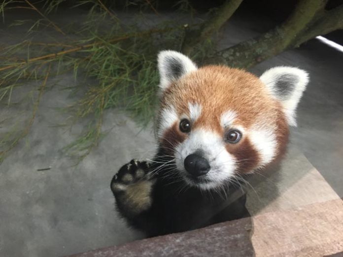 Tierpark Hellabrunn: Neues Zuhause für Panda Shamina Tierpark Hellabrunn: Neues Zuhause für Panda Shamina