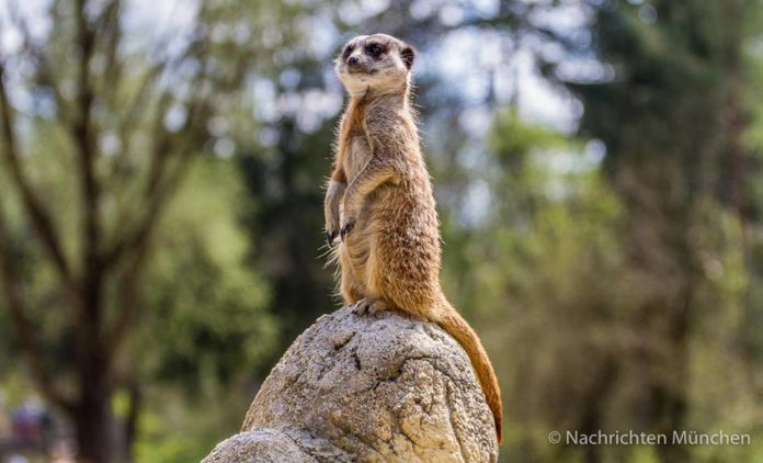 Tierische Talente: AOK-Aktionswochenende in Hellabrunn Tierische Talente: AOK-Aktionswochenende in Hellabrunn