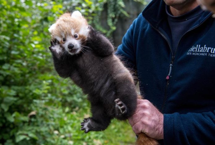 Neuer Nachwuchs bei den Roten Pandas in Hellabrunn