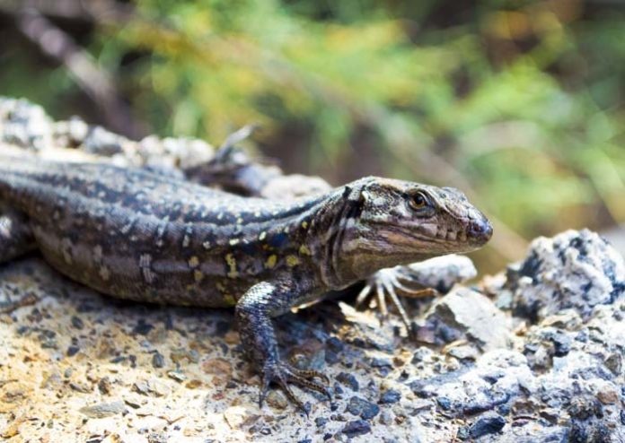 Auffangstation für Reptilien bittet um Unterstützung