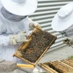 Bienenschutz: Imker aus ganz München gesucht