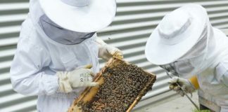 Bienenschutz: Imker aus ganz München gesucht