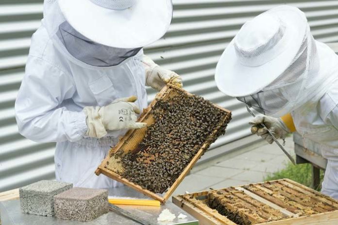 Bienenschutz: Imker aus ganz München gesucht Bienenschutz: Imker aus ganz München gesucht