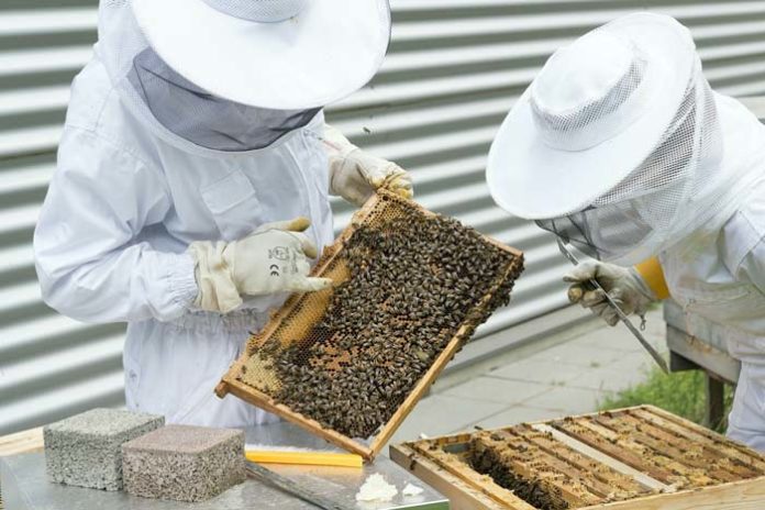 Bienenschutz: Imker aus ganz München gesucht