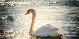 Grausame Tat an der Tierparkbrücke: Geköpfter Schwan aufgefunden