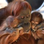 Hellabrunn: Orang-Utan Matra ist tot Hellabrunn: Orang-Utan Matra ist tot