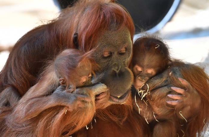 Hellabrunn: Orang-Utan Matra ist tot