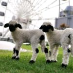 WERK3 – Nachwuchs auf dem Dach WERK3 - Nachwuchs auf dem Dach