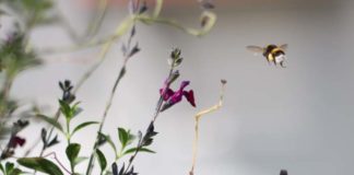 Virtuelle Fühler- & Flügelwoche in Hellabrunn