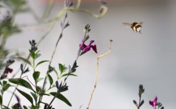 Virtuelle Fühler- & Flügelwoche in Hellabrunn