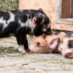 Hellabrunn und die ersten Tage nach der Wiederöffnung