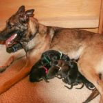 Vierbeiniger Nachwuchs bei der Münchner Polizei