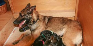 Vierbeiniger Nachwuchs bei der Münchner Polizei