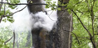 Kurioser Einsatz der Feuerwehr an der Maximiliansbrücke: "Brennt Baum"