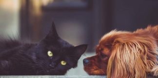 Meldepflicht bei Corona-Infektionen von Haustieren
