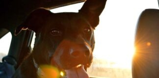 Hitze im Auto: Die Farbe macht keinen Unterschied