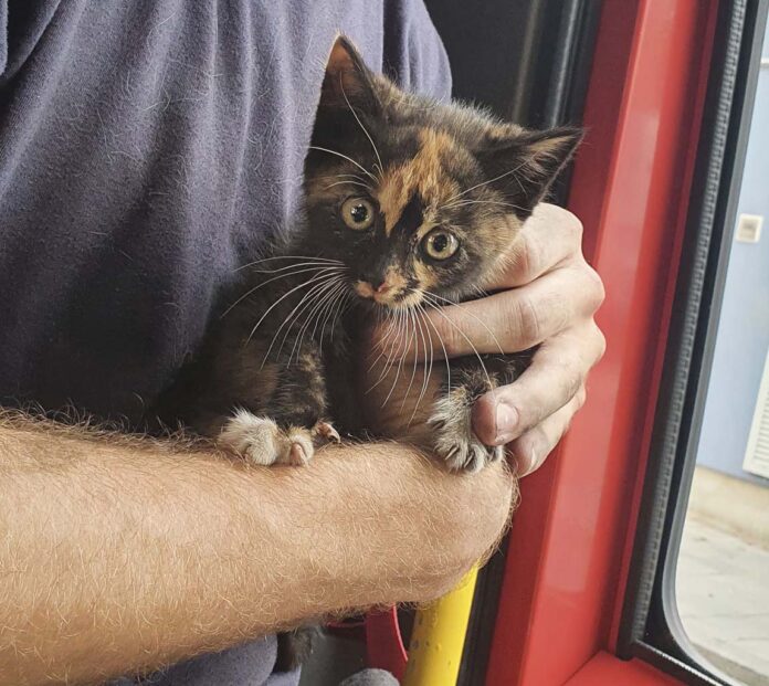 Feuerwehr rettet Katze aus Notlage