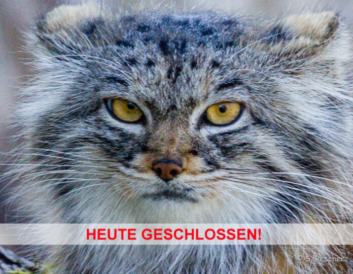 Manul