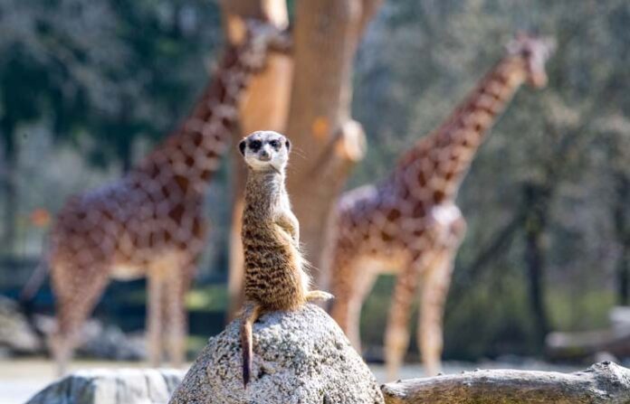 Hellabrunn darf die Besucherzahlen erhöhen