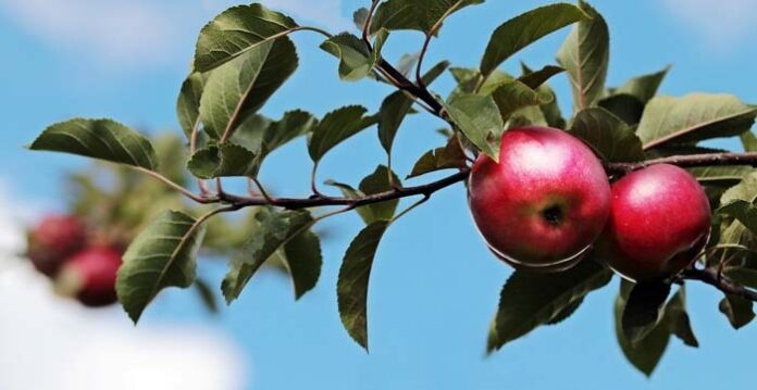 Jeder Apfel zählt – mit Genuss die Streuobstkultur in Bayern unterstützen Jeder Apfel zählt – mit Genuss die Streuobstkultur in Bayern unterstützen