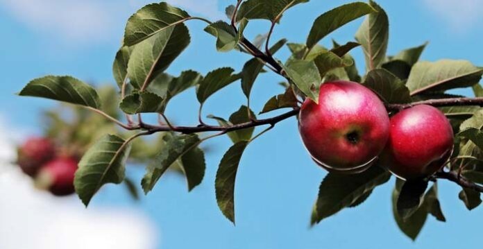 Jeder Apfel zählt – mit Genuss die Streuobstkultur in Bayern unterstützen