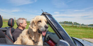 Test Tiersicherung im Auto