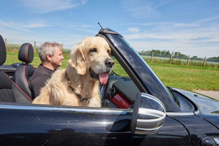 Test Tiersicherung im Auto