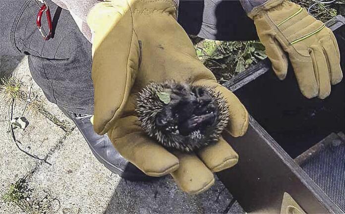 Igel-2