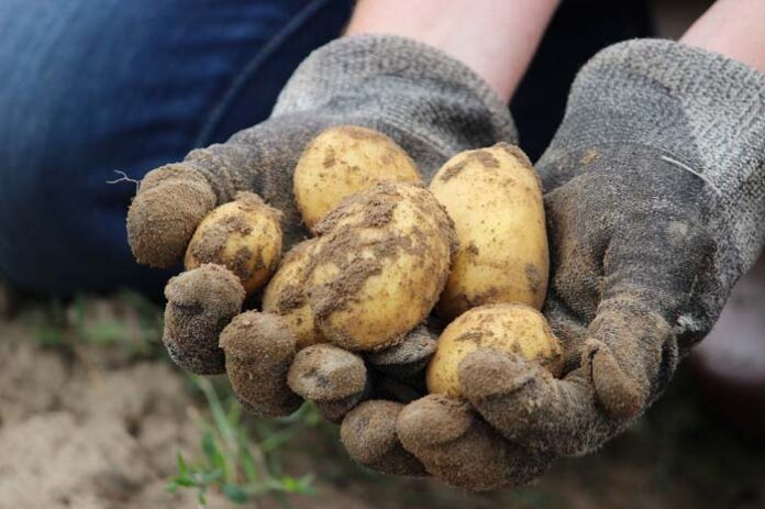 Kartoffeln selber klauben in München Kartoffeln selber klauben in München