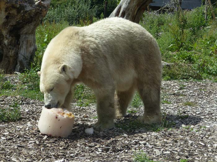 Eisbär Nanuq