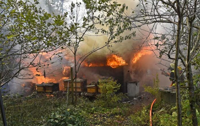 Feldmoching: Bienenvölker überleben Feuer