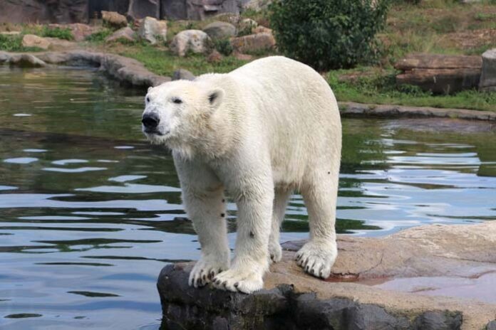 Eisbär Nanook