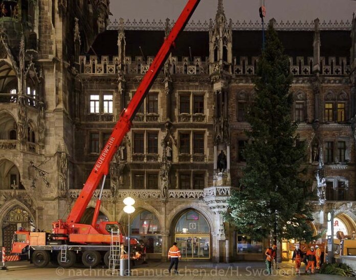 Marienplatz: Der Münchner Christbaum aus Steingaden steht