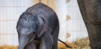 Hellabrunn: Elefant Otto erkundet sein Zuhause