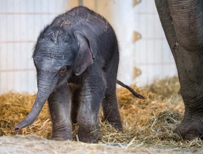 Hellabrunn: Elefant Otto erkundet sein Zuhause