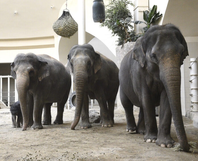 Hellabrunn: Elefant Otto trifft seine Tanten Hellabrunn: Elefant Otto trifft seine Tanten