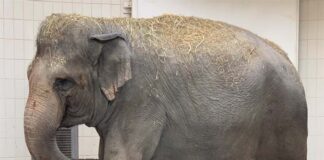 Große Freude in Hellabrunn - Elefantendame Temi ist erneut Mutter!