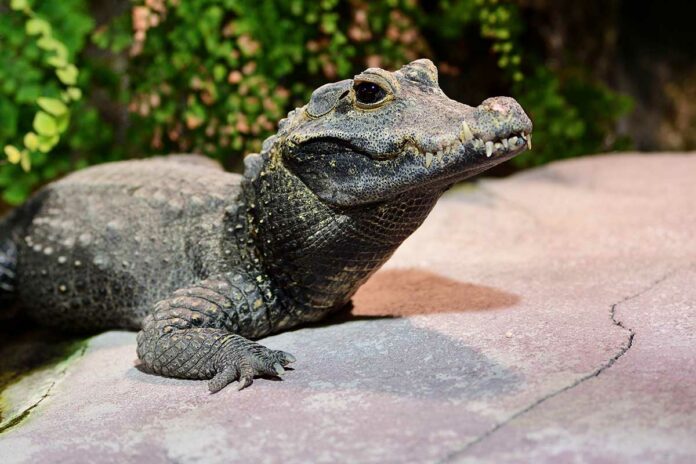 Hellabrunn: Das Zootier des Jahres 2021 ist das Krokodil Hellabrunn: Das Zootier des Jahres 2021 ist das Krokodil