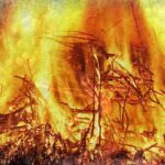 Christbaumsammelplatz geht in Flammen auf
