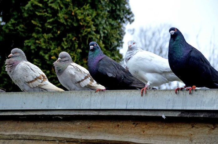 Neuperlach: 35 Brieftauben aus Vogelvoliere geklaut Neuperlach: 35 Brieftauben aus Vogelvoliere geklaut