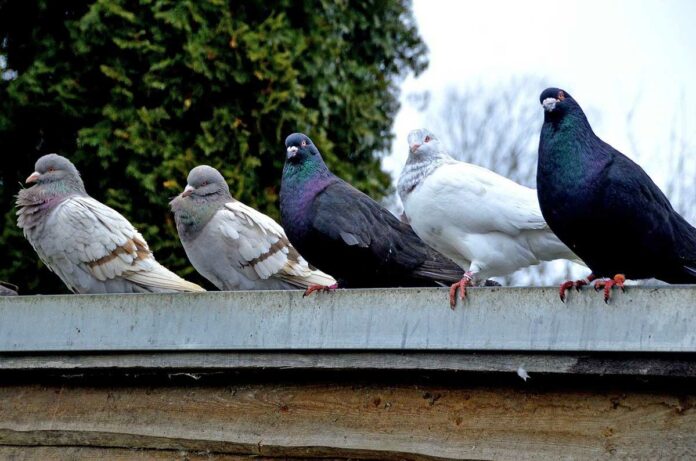 Neuperlach: 35 Brieftauben aus Vogelvoliere geklaut