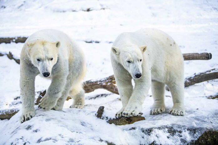 Am Samstag ist Internationaler Eisbärentag Am Samstag ist Internationaler Eisbärentag