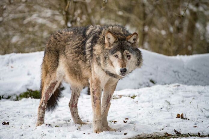 Hellabrunn: Wolf Asslan verstorben Hellabrunn: Wolf Asslan verstorben