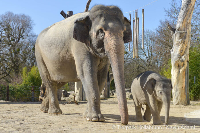 Tierpark hellabrunn: Elefant Otto zum ersten Mal auf der Außenanlage