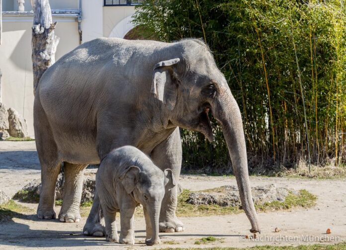 Elefant Otto erkundet die Außenanlage (3 von 21)