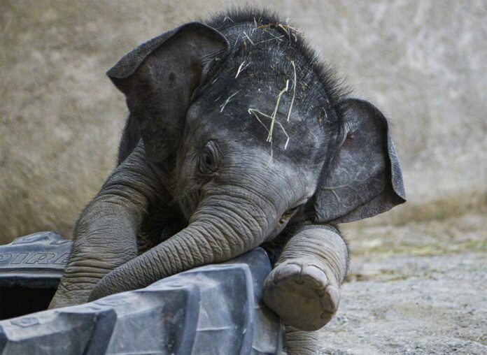 Tierpark Hellabrunn bleibt während der ‚Ruhetage‘ vom 1. bis zum 5. April geschlossen